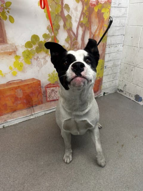 Chavo - Pit Bull Terrier