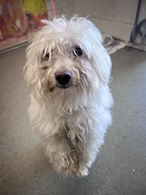 Westly - Maltese