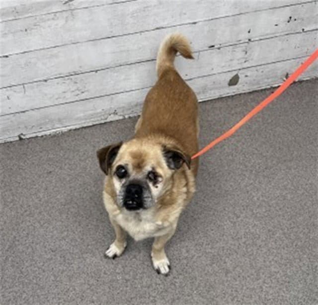 Lorenzo - Pug