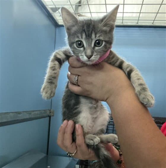 Gigi - Domestic Short Hair