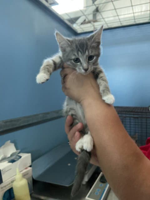 Ellie - Domestic Short Hair
