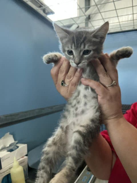 Maisy - Domestic Short Hair