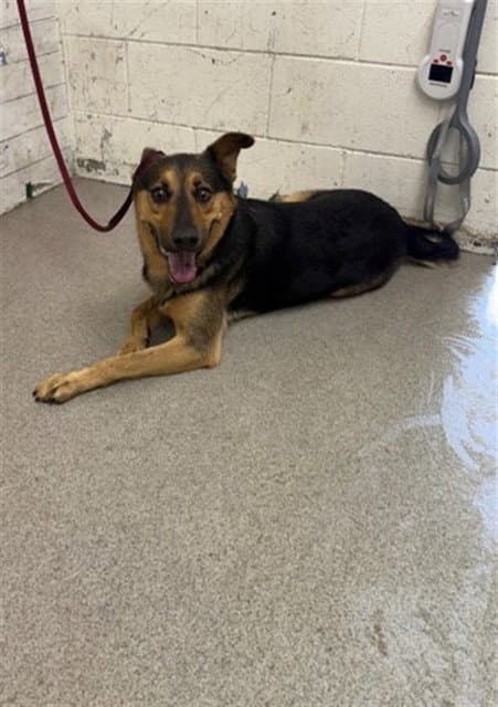 Dahlia - German Shepherd Dog