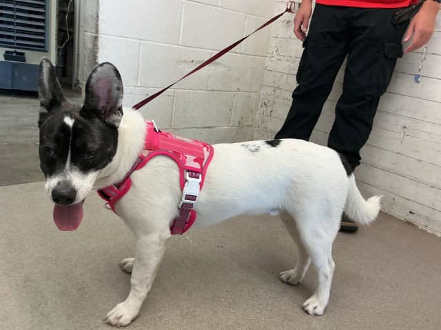 Gelato - Pit Bull Terrier