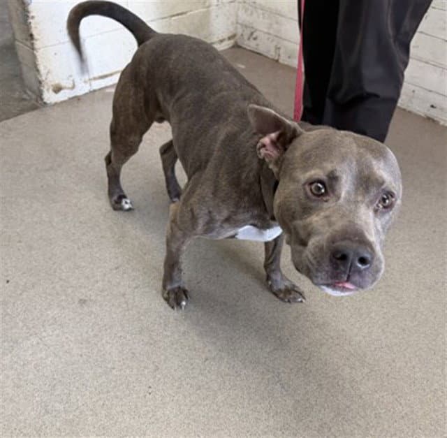 Basil - Pit Bull Terrier