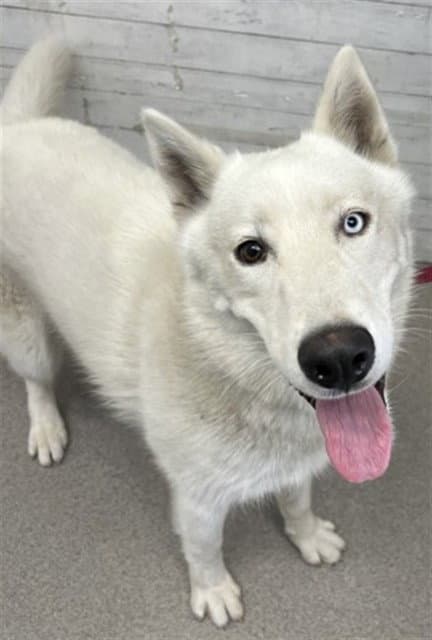 Oreo - Siberian Husky