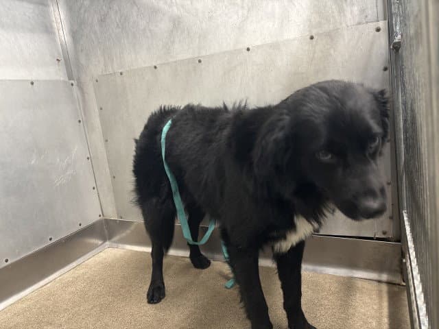 Pepper - Border Collie