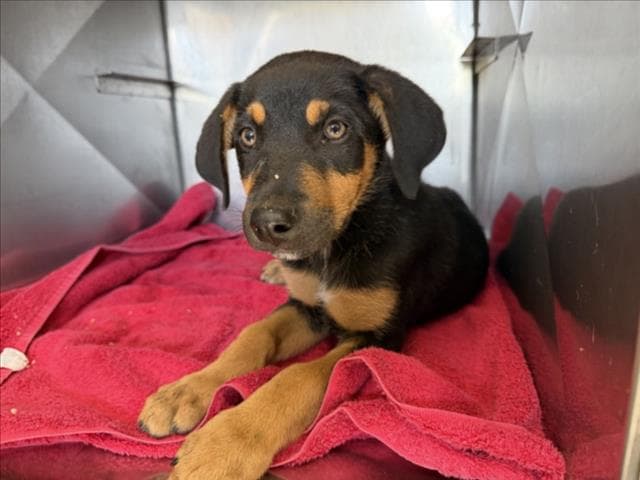 Beans - Doberman Pinscher
