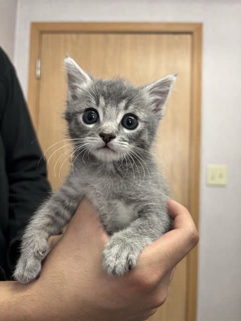 Larry - Domestic Short Hair