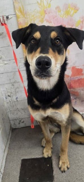 Madeline - German Shepherd Dog