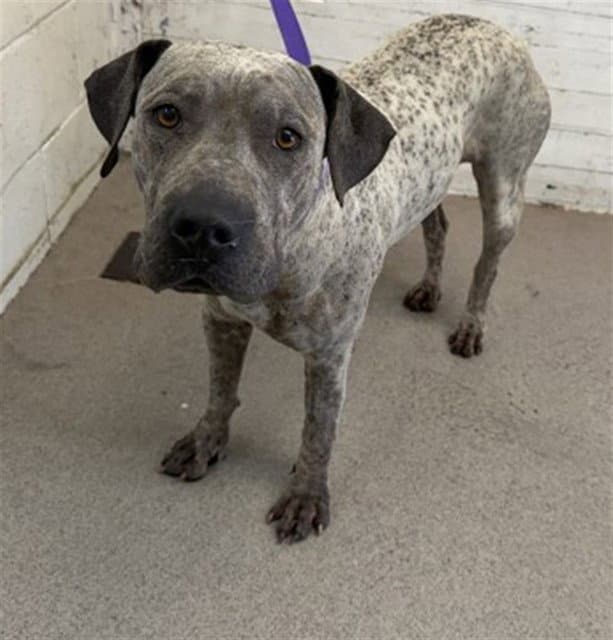 Jade - Australian Cattle Dog/Blue Heeler