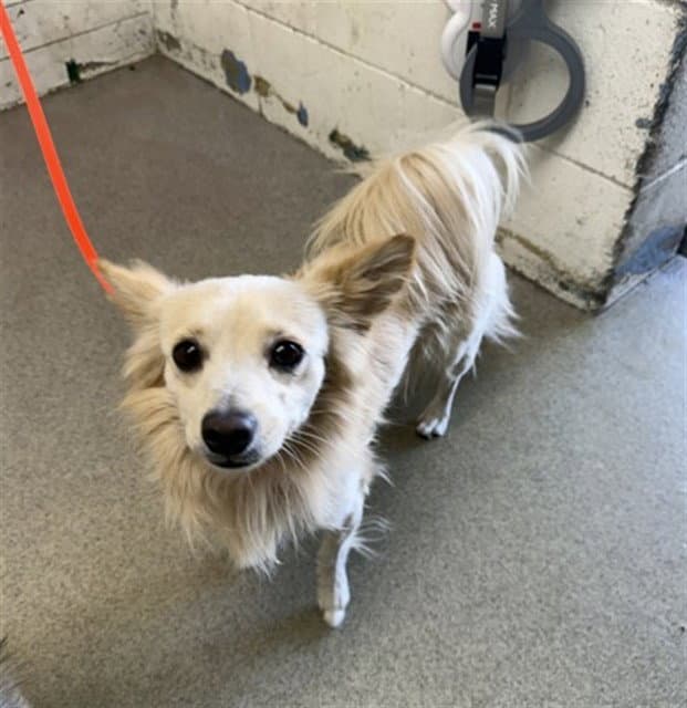 Teddy - Chihuahua