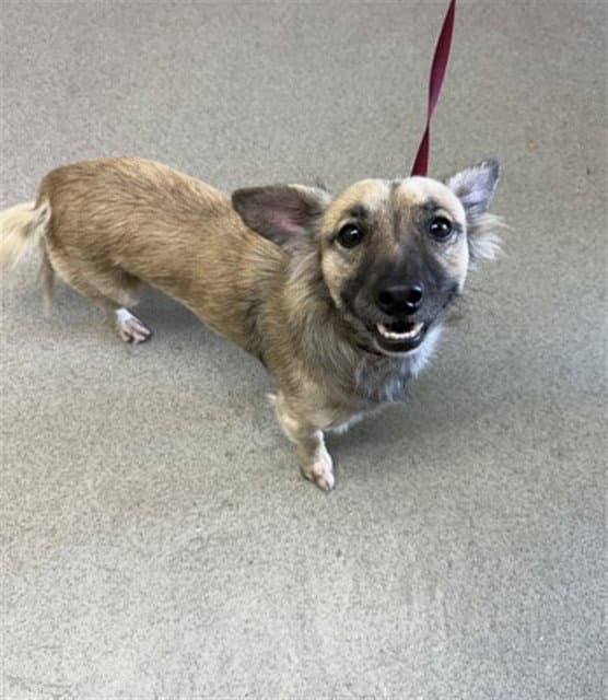 Bear - Chihuahua