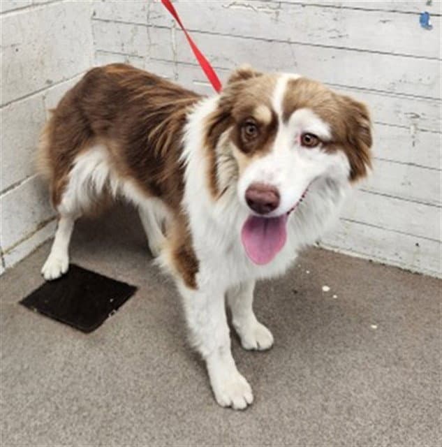 Kiara - Australian Shepherd