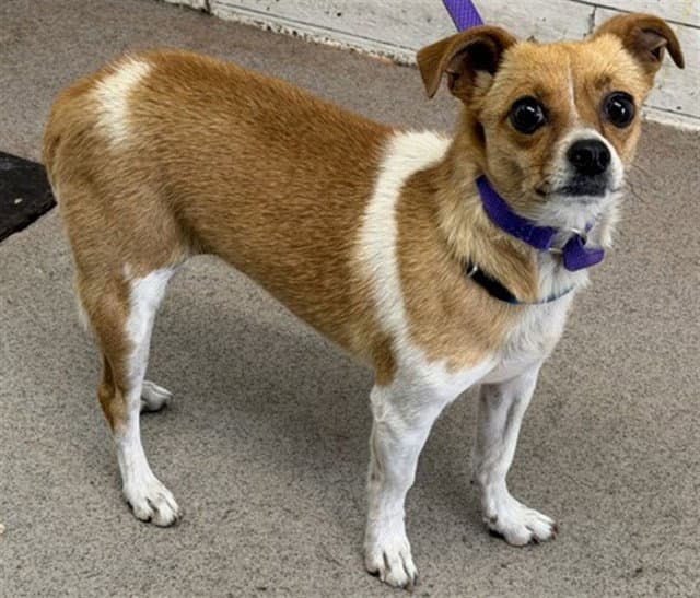 Rose - Chihuahua