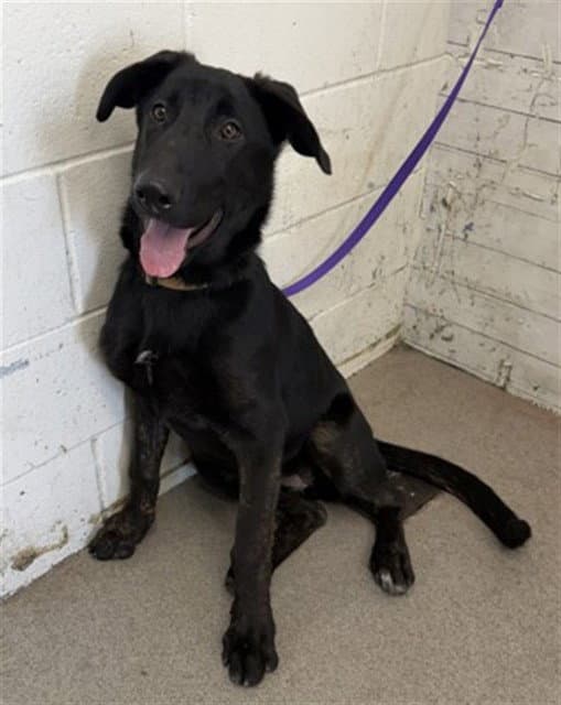 Linda - German Shepherd Dog