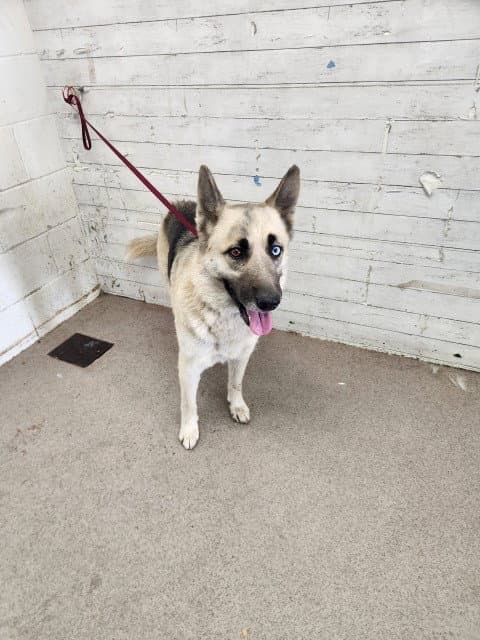 Aliyah - German Shepherd Dog