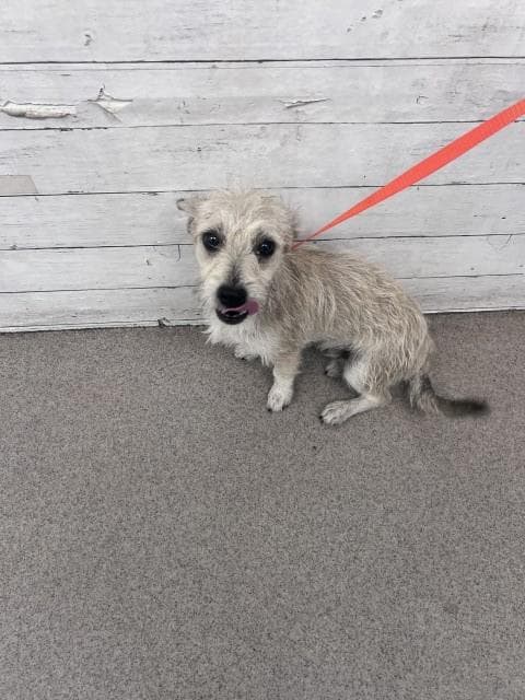 Lenny - Terrier