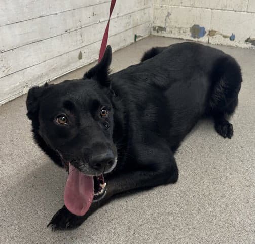 Shelby - Labrador Retriever