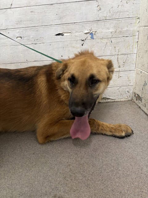 Skyler - German Shepherd Dog