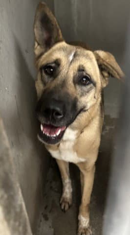 Lucy - German Shepherd Dog