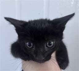 Bean image 1