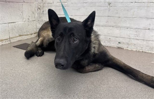 Lance - Belgian Shepherd Malinois