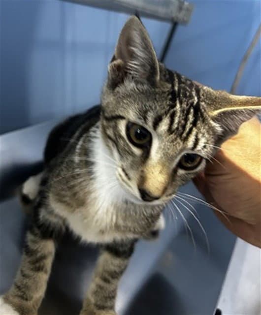 Leona - Domestic Short Hair