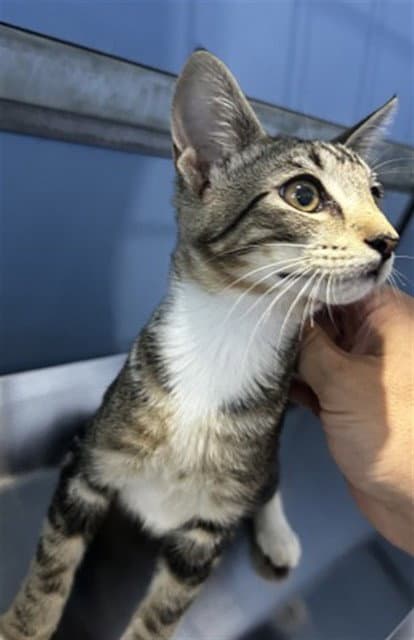 Landon - Domestic Short Hair
