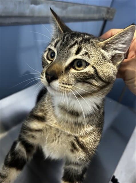 Leighton - Domestic Short Hair