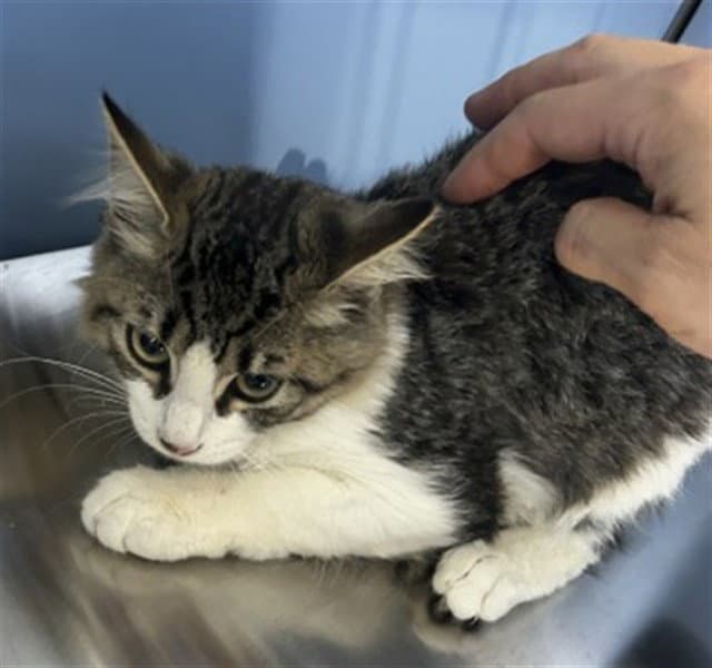 Lyla - Domestic Short Hair