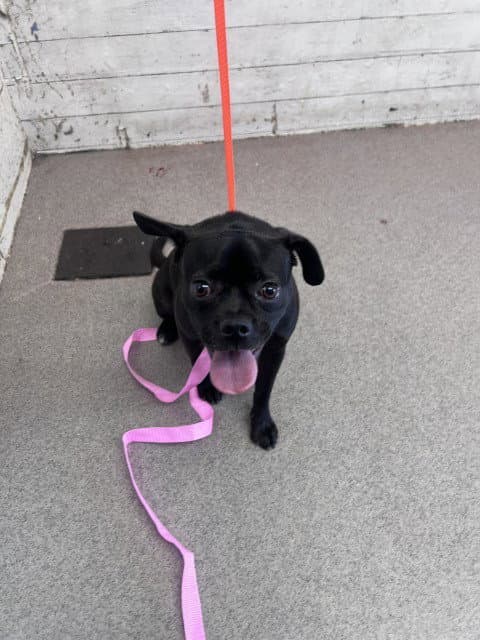 Lettie - Pug