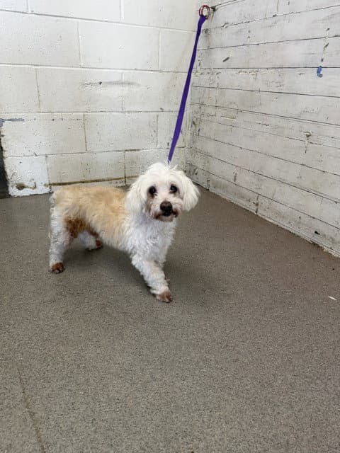 Lennon - Maltese