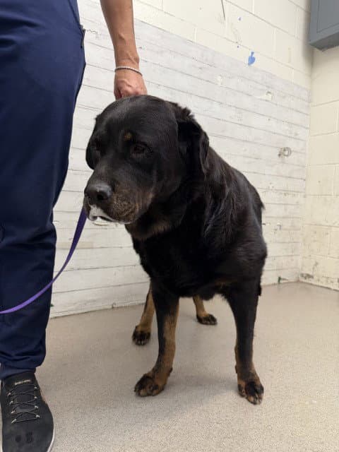 Libby - Rottweiler