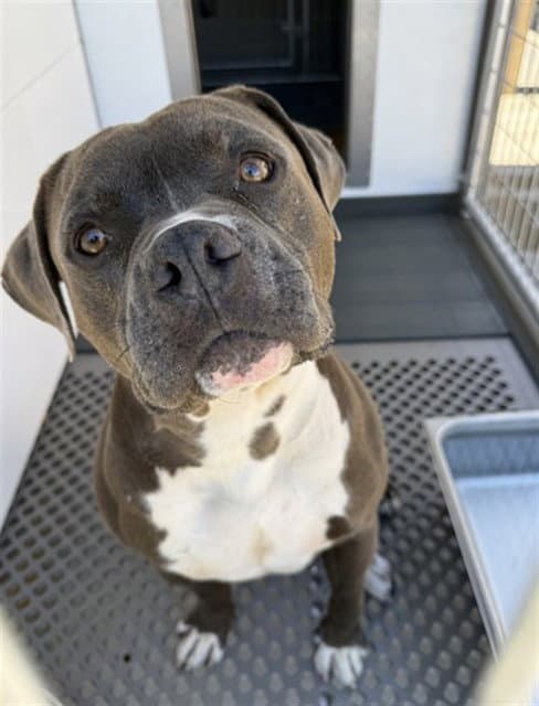 Lochlan - Pit Bull Terrier