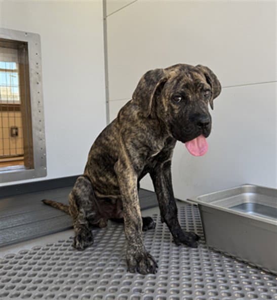 Lucian - Cane Corso Mastiff