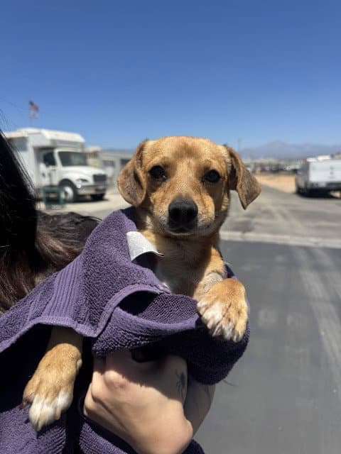 Leonel - Chihuahua