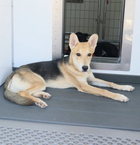 Langston - German Shepherd Dog