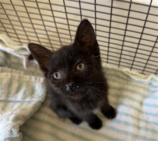 Marceline The Vampire Queen - Domestic Short Hair