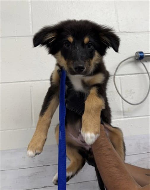 Shyloh - Australian Shepherd