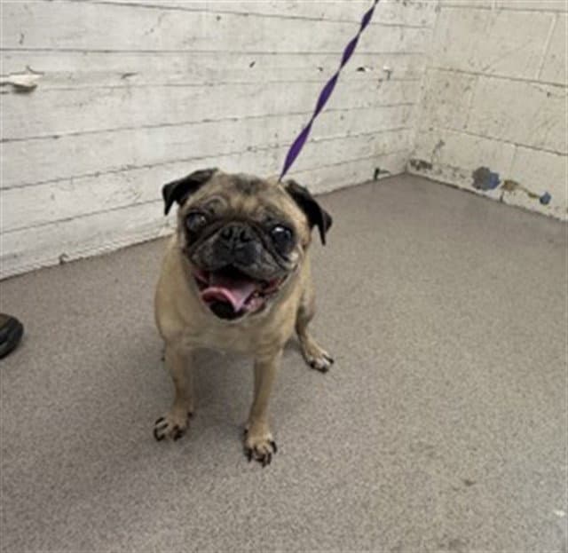 Skye - Pug