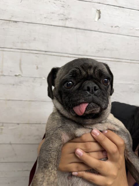 Liberty - Pug