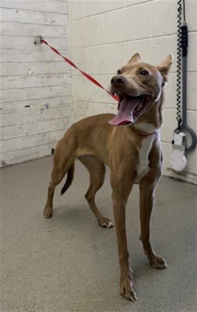 Everest - Pit Bull Terrier