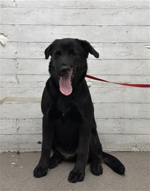 Ripley - Labrador Retriever