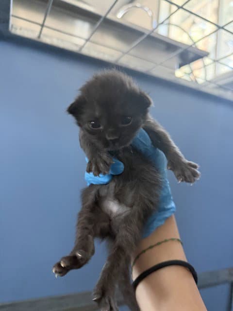Joshua - Domestic Short Hair