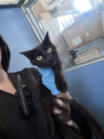 Minerva - Domestic Short Hair