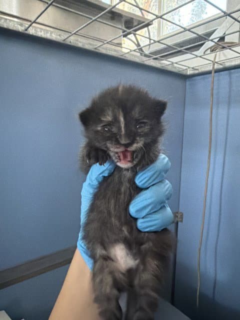 Lumpy Space Princess - Domestic Short Hair