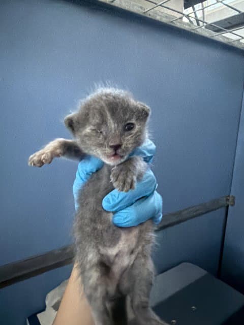 Princess Bubblegum - Domestic Short Hair