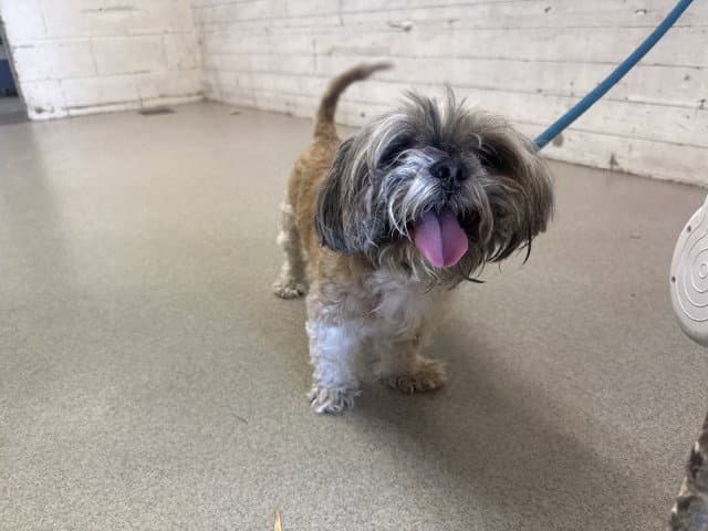 Wonton - Shih Tzu