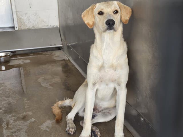 Duck - Labrador Retriever